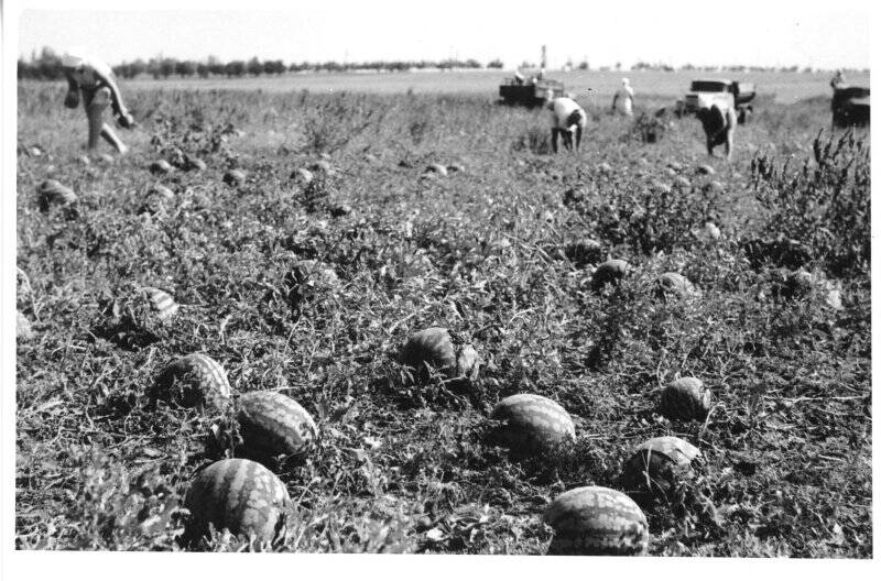 Фотография. Фотография ч/б, подлинная. Сюжетная. Сбор урожая арбузов на поле.
