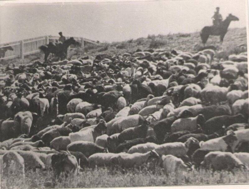 Фото стада овец и коз в подарок Красной Армии от ТНР