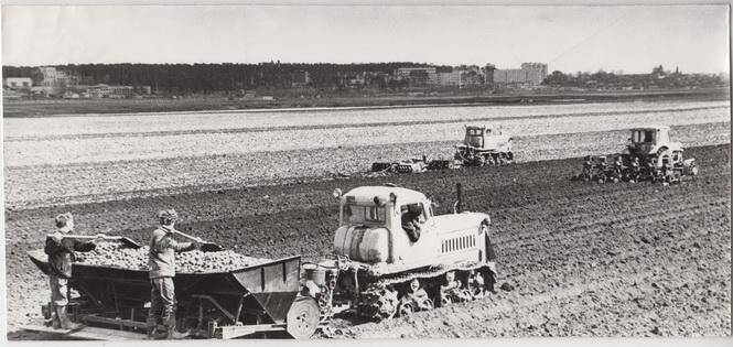 Фотография. Посадка картофеля на полях совхоза «Большевик».