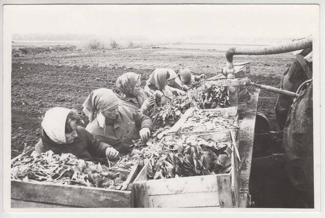 Фотография. Рассадо-посадочная машина.  Посадка капусты. Совхоз «Большевик».