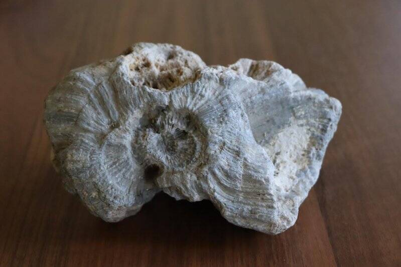Образец палеонтологический. Колониальные кораллы рода Chitetes. Окремнелый известняк темно-серого цвета.