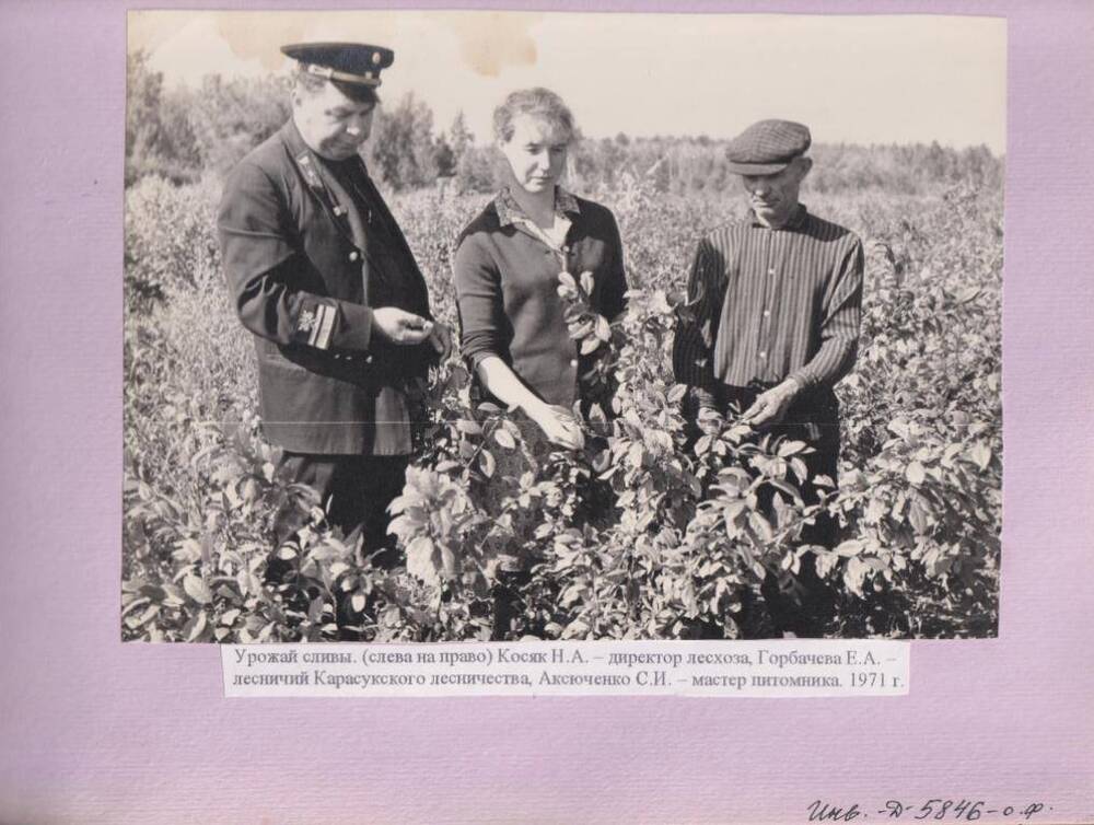 Фото из альбома «Побочное пользование Карасукского лесхоза 1947-1997»