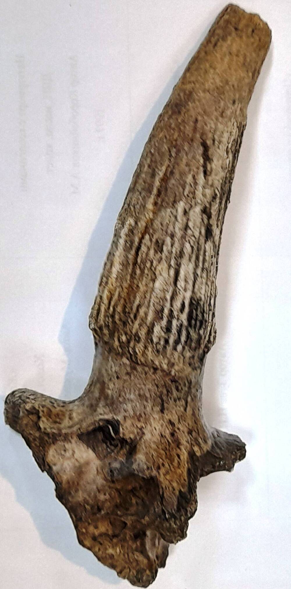 Рог сайгака (Saiga borealis)