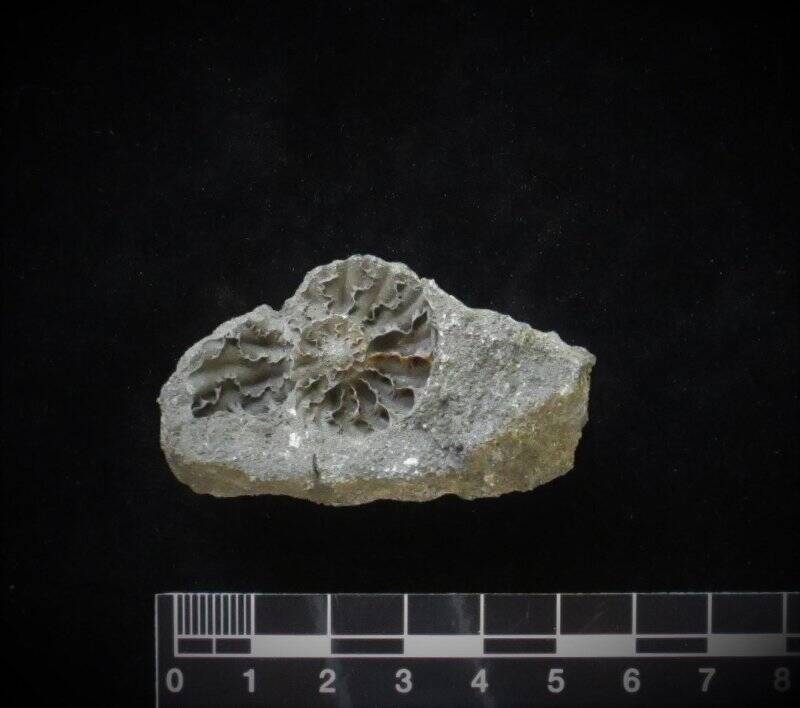 Аммонит. Ammonites raulinianus d'Orb.