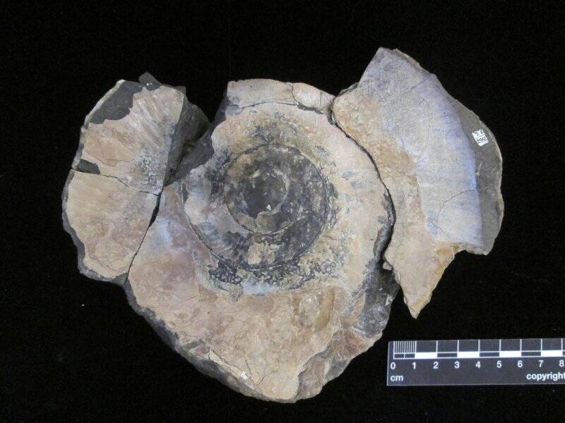 Аммонит. Ammonites septentrionalis Eichw.