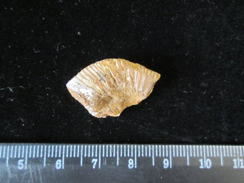 Аммонит. Ammonites triplicatus Sow.