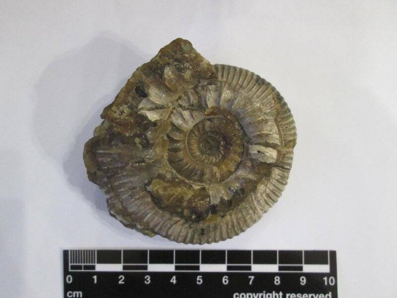 Аммонит. Ammonites uralensis d'Orb.
