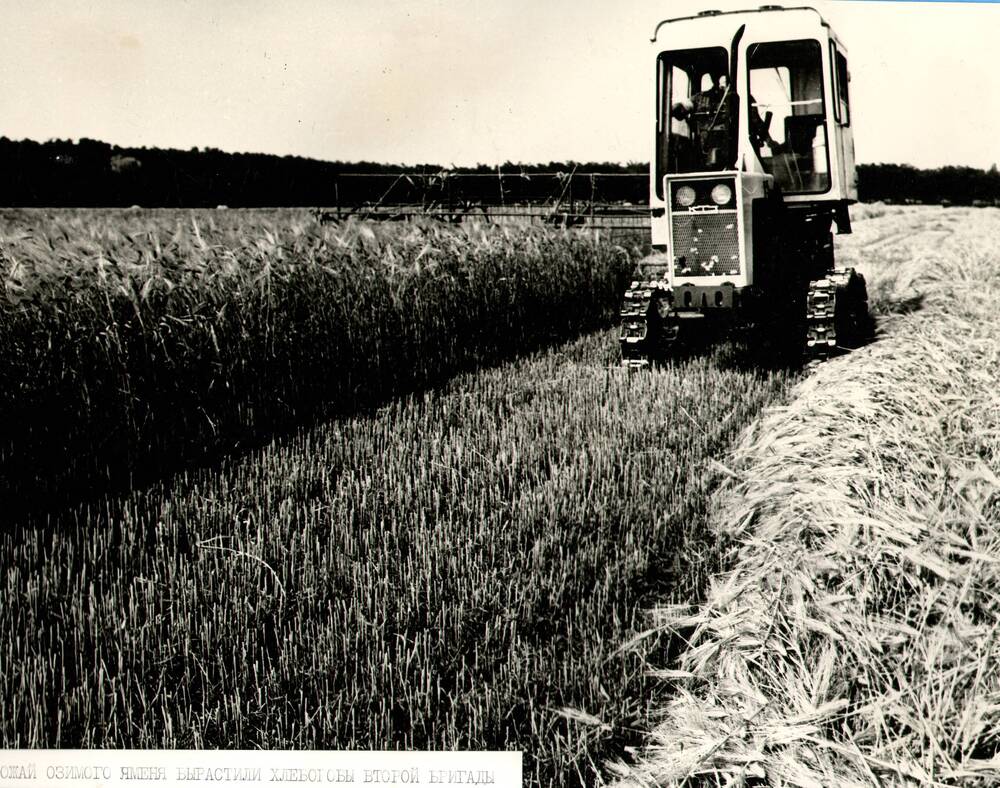 Фотография из фотогазеты «Луч» колхоза «Кавказ»  «Хвала рукам, что пахнут хлебом!» Урожай 1980 года