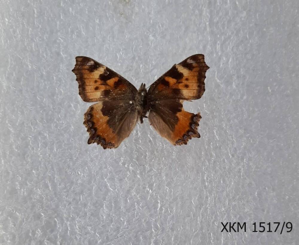 Aglais urticae L. (крапивница).Женская особь.