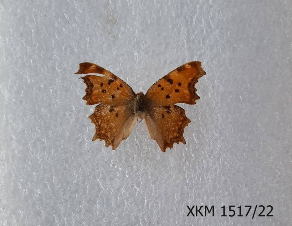 Polygonia egea (углокрыльница южная, или углокрыльница Эгея).
