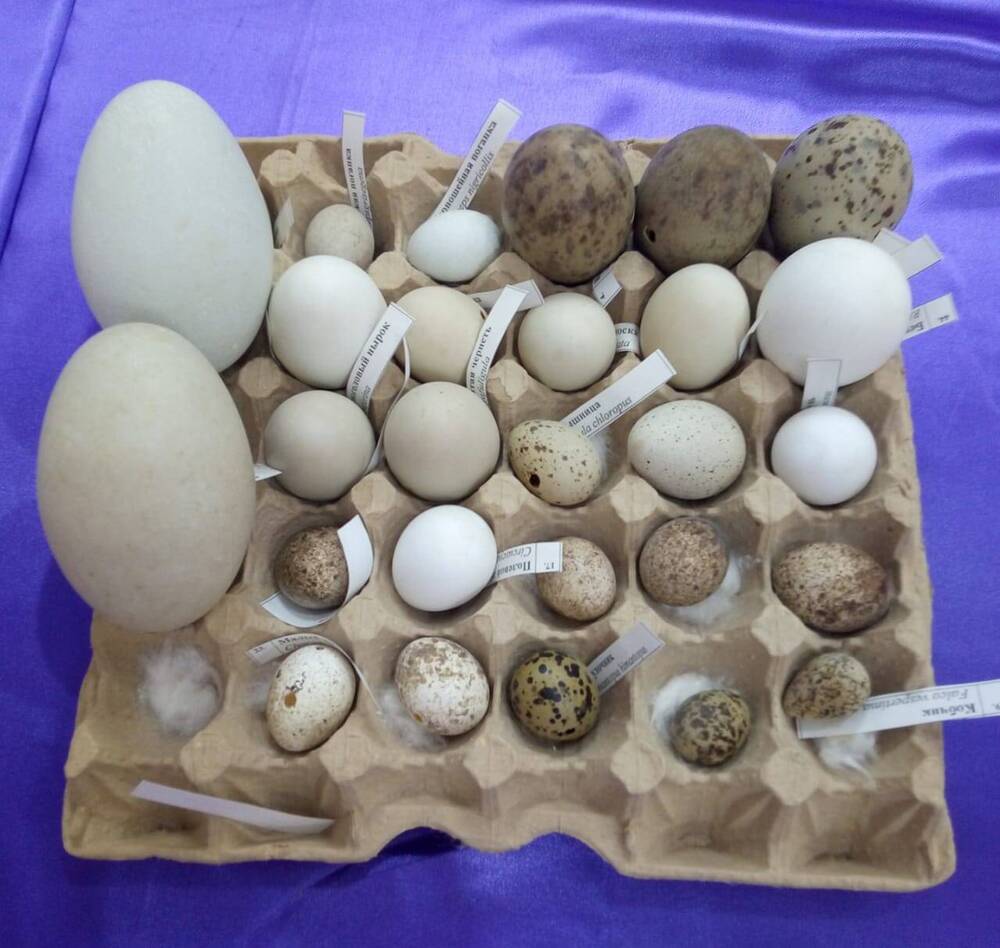 коллекция яиц