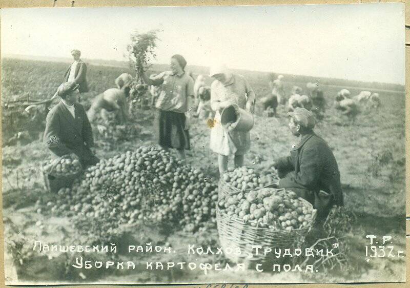 Фотография. Лаишевский район. Колхоз Трудовик, Уборка картофеля с поля.