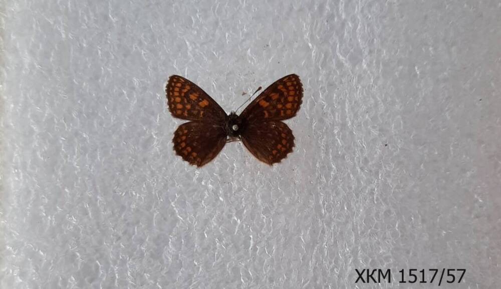 Шашечница черноватая (Melitaea dictymae  sp.) 
