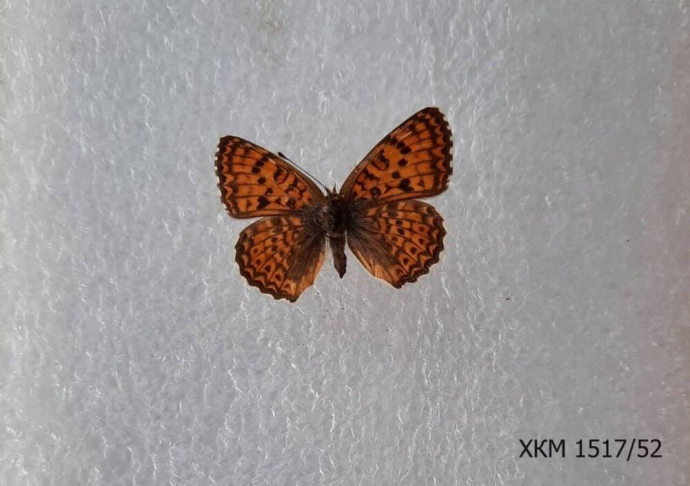 Шашечница красная (Melitaea Didyma).
