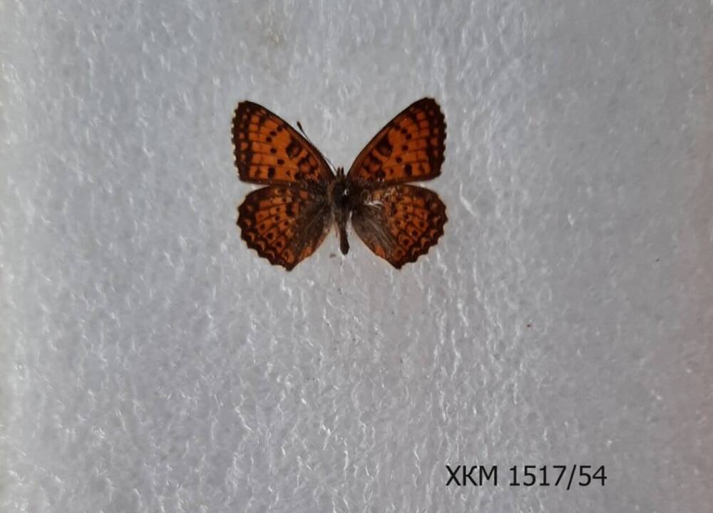 Шашечница красная (Melitaea Didyma).
