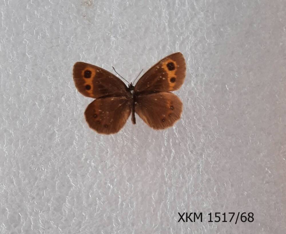 Чернушка гоанта ( Erebia goante).