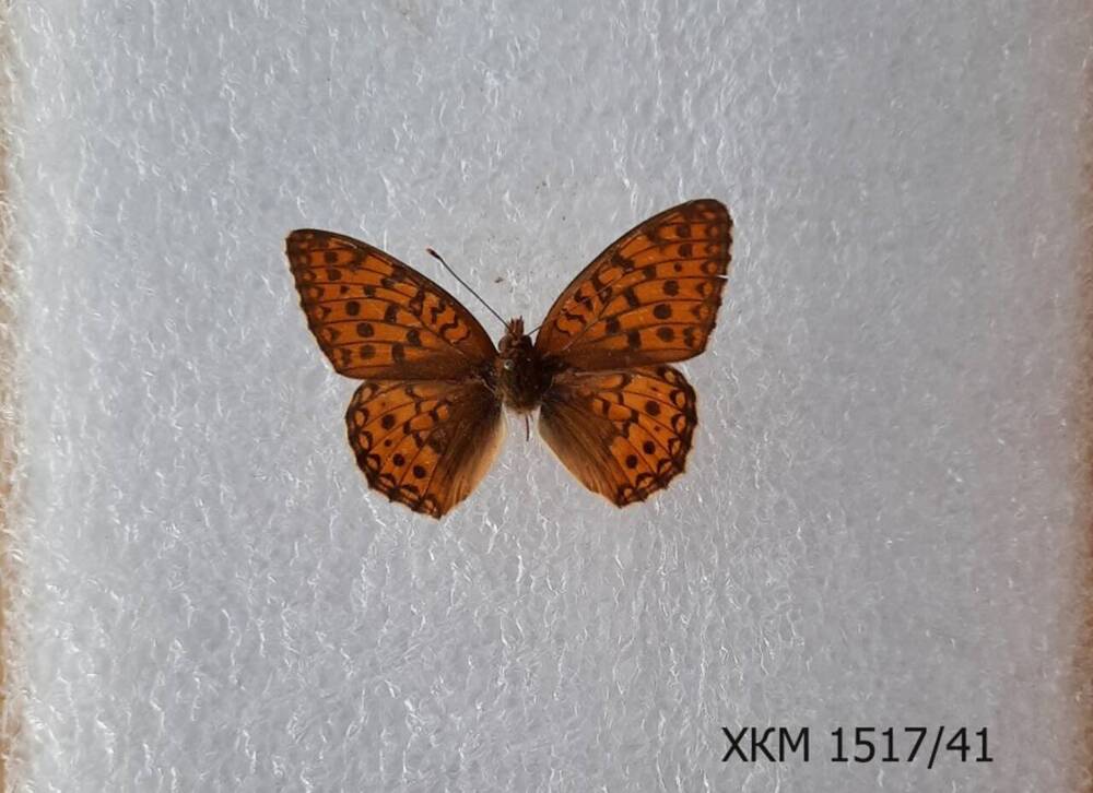 Перламутровка адиппа, или Перламутровка красная ( Fabriciana adippe, syn. Argynnis adippe).