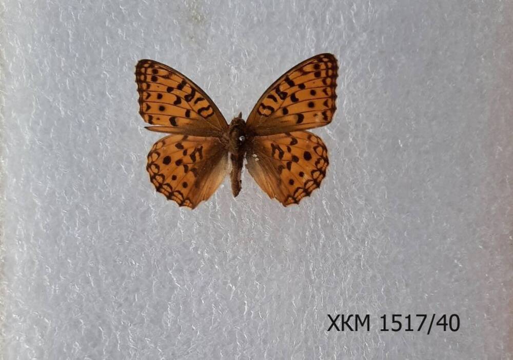 Перламутровка адиппа, или Перламутровка красная ( Fabriciana adippe, syn. Argynnis adippe).