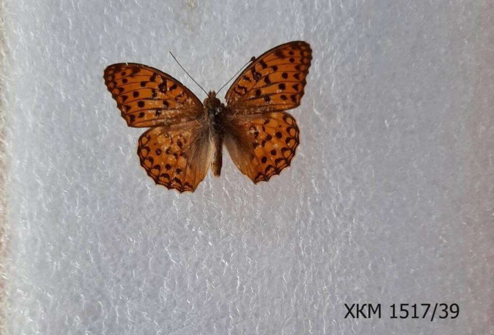 Перламутровка адиппа, или Перламутровка красная (Fabriciana adippe, syn. Argynnis adippe).