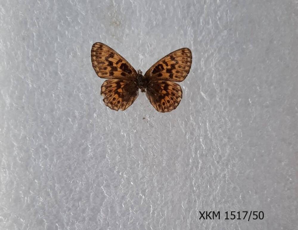 Перламутровка эвфросина (Boloria euphrosyne).