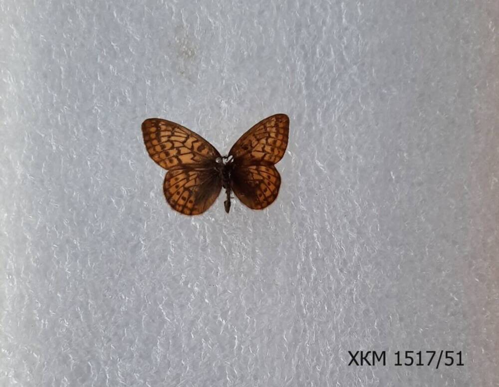 Перламутровка эвфросина (Boloria euphrosyne).