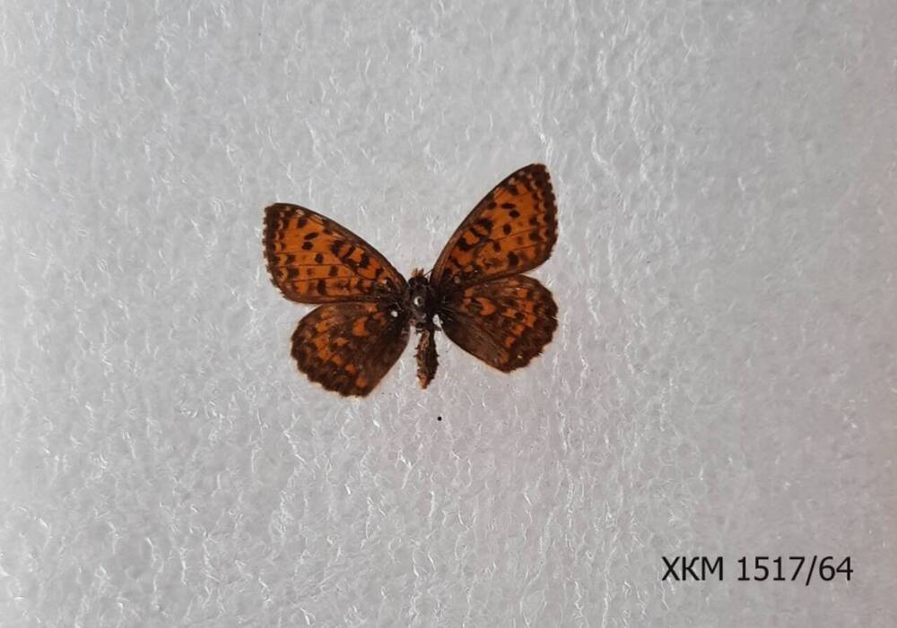 Шашечница  феба (Melitaea рhaebe).
