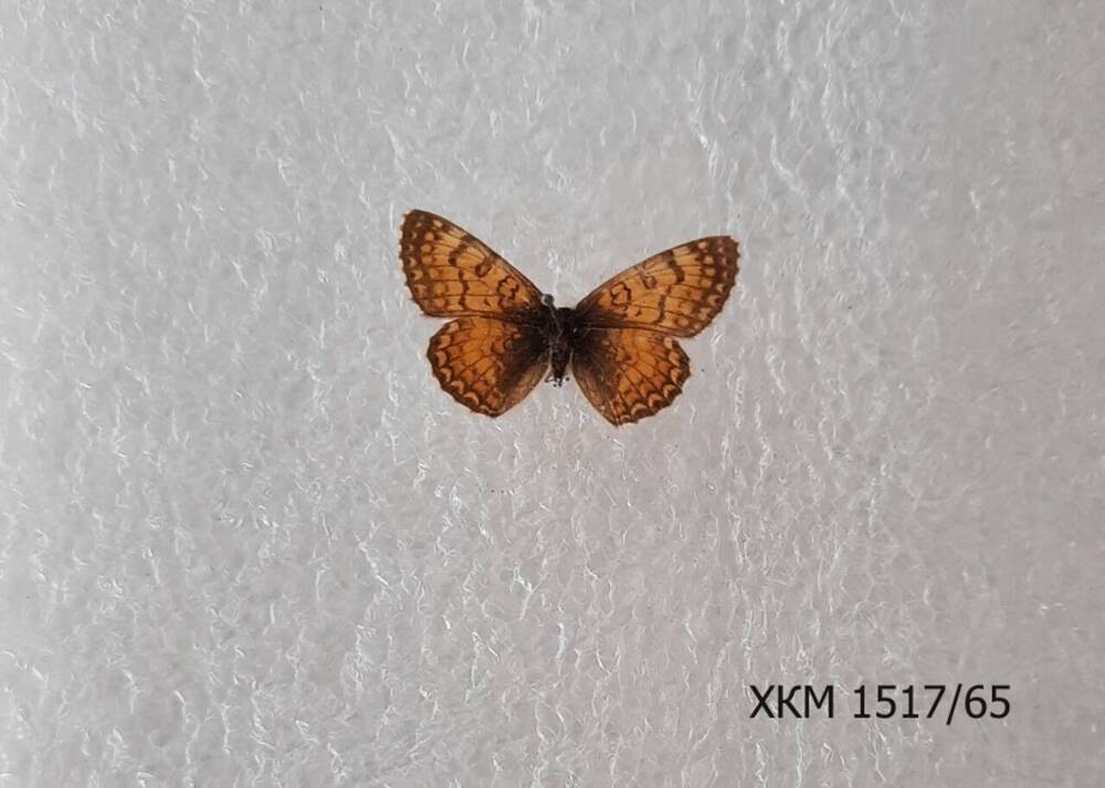 Шашечница  желтоватая (Melitaea parthenie). Мужская особь.

