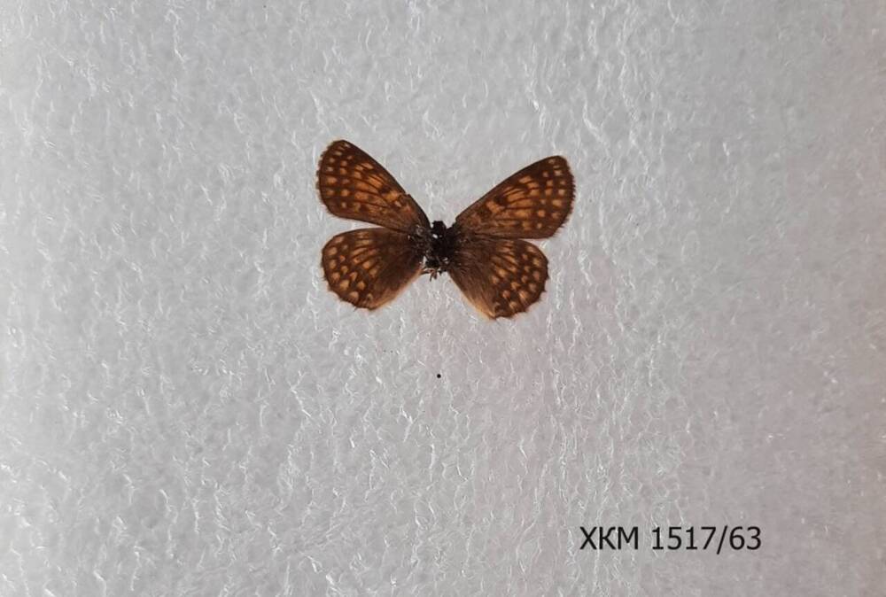 Шашечница альпийская(Melitaea parthenoides).
