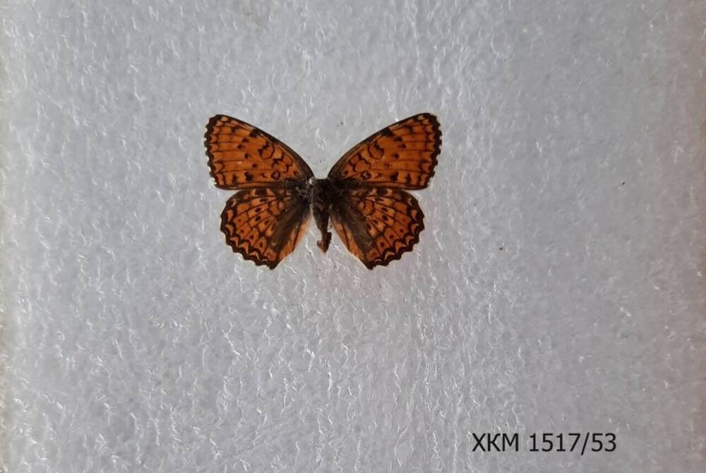 Шашечница красная (Melitaea Didyma ). 
