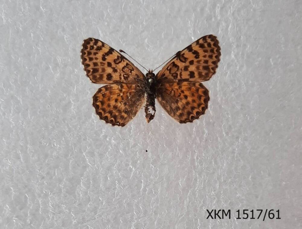 Шашечница красная (Melitaea didyma). Женская особь.
