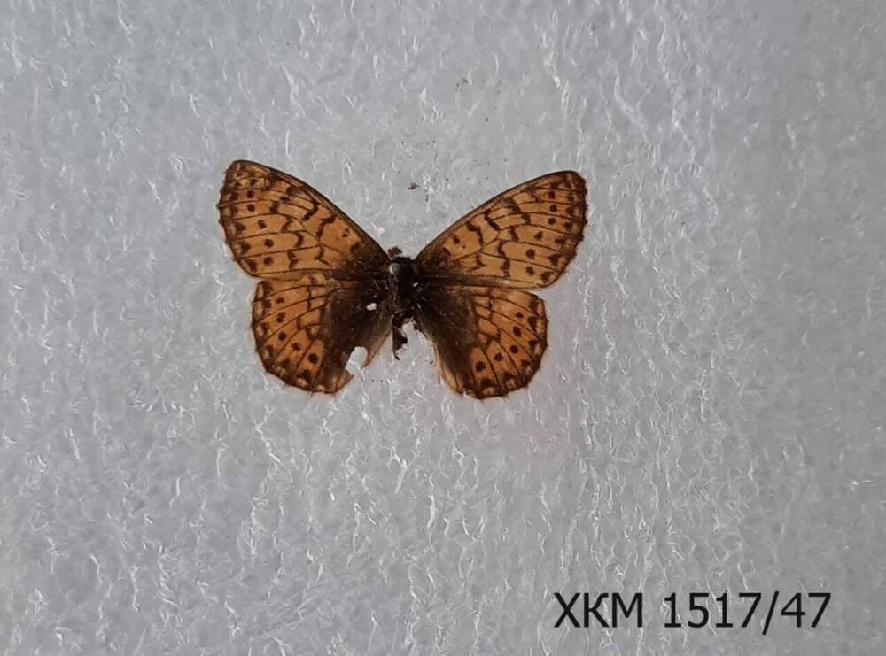 Перламутровка эвфросина ( Boloria euphrosyne). Женская особь.