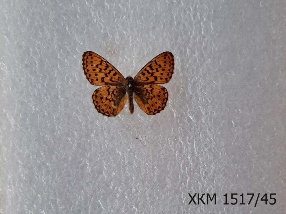 Перламутровка эвфросина (Boloria euphrosyne). Мужская особь. 