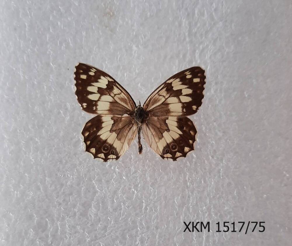 Пестроглазка Галатея, или шахматница Галатея (Melanargia galathea L.).
