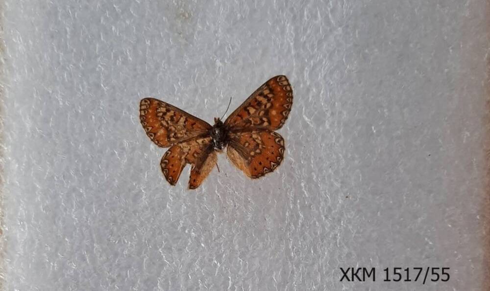 Шашечница Авриния  (Euphydryas aurinia).