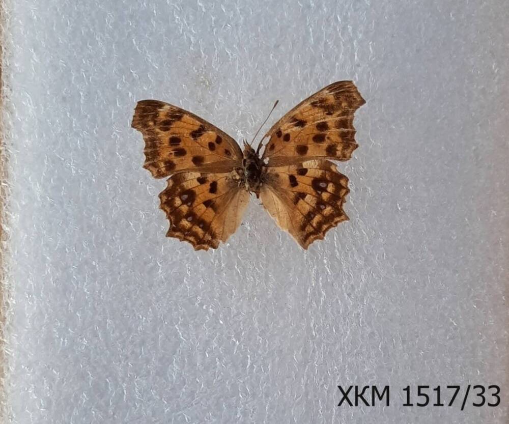 Углокрыльница С-золотое (Polygonia c- aureum).
