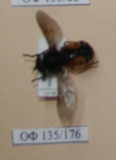 Коллекция насекомых Тюменской области. Пестряк пчелиный