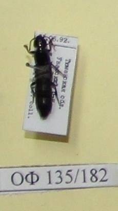 Коллекция насекомых Тюменской области. Стафилин серый