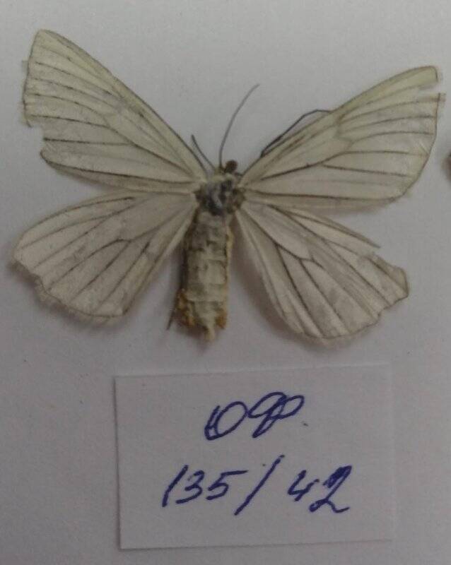 Коллекция насекомых Тюменской области. Гарпия большая