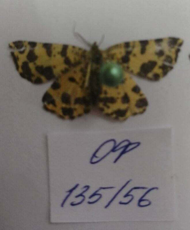 Коллекция насекомых Тюменской области. Пяденица   изменчивая