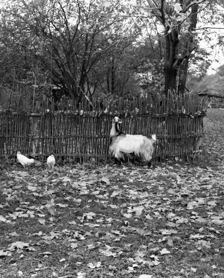 Фотография.На снимке коза и две курицы стоят около плетеной ограды.