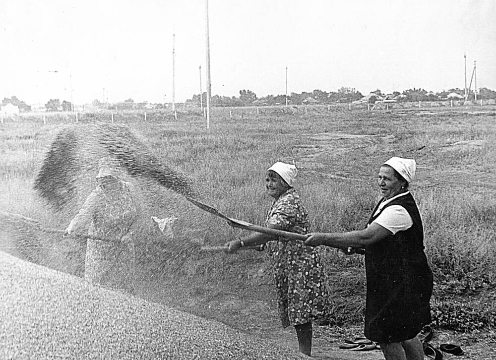 Фотография ч/б. На току совхоза «Ачикулакский», Жатва-80.