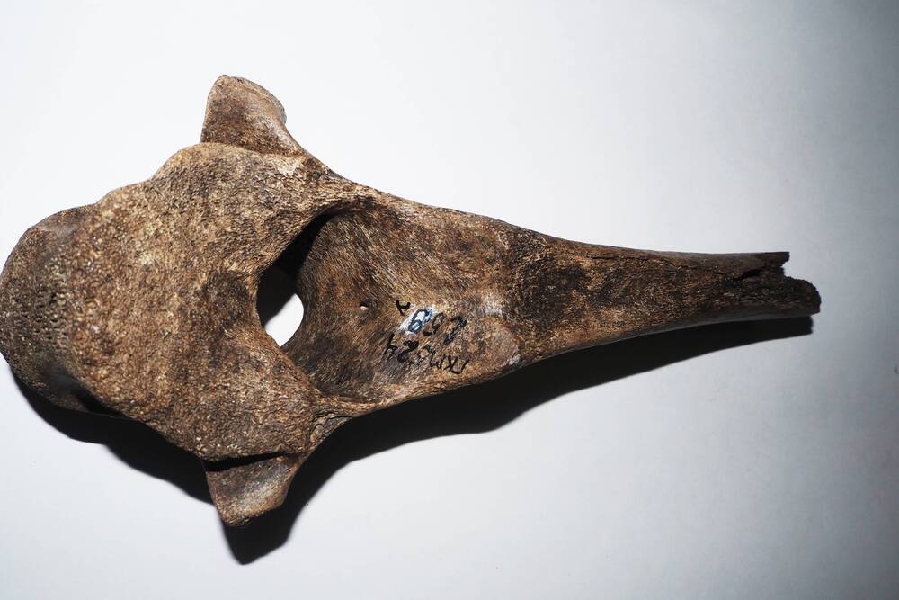 Фрагмент кости носорога, хвостовая часть.
