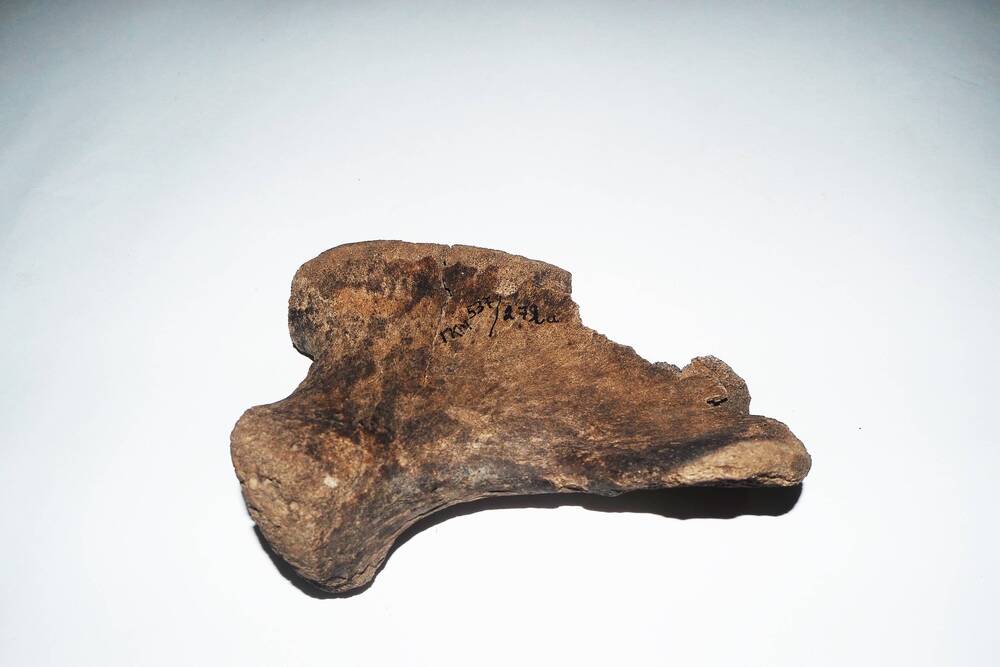 Фрагмент кости  мамонта, тазобедренный сустав.