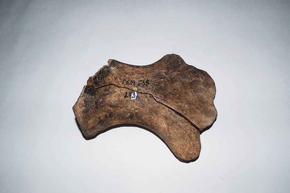 Фрагмент кости  мамонта, тазобедренный сустав