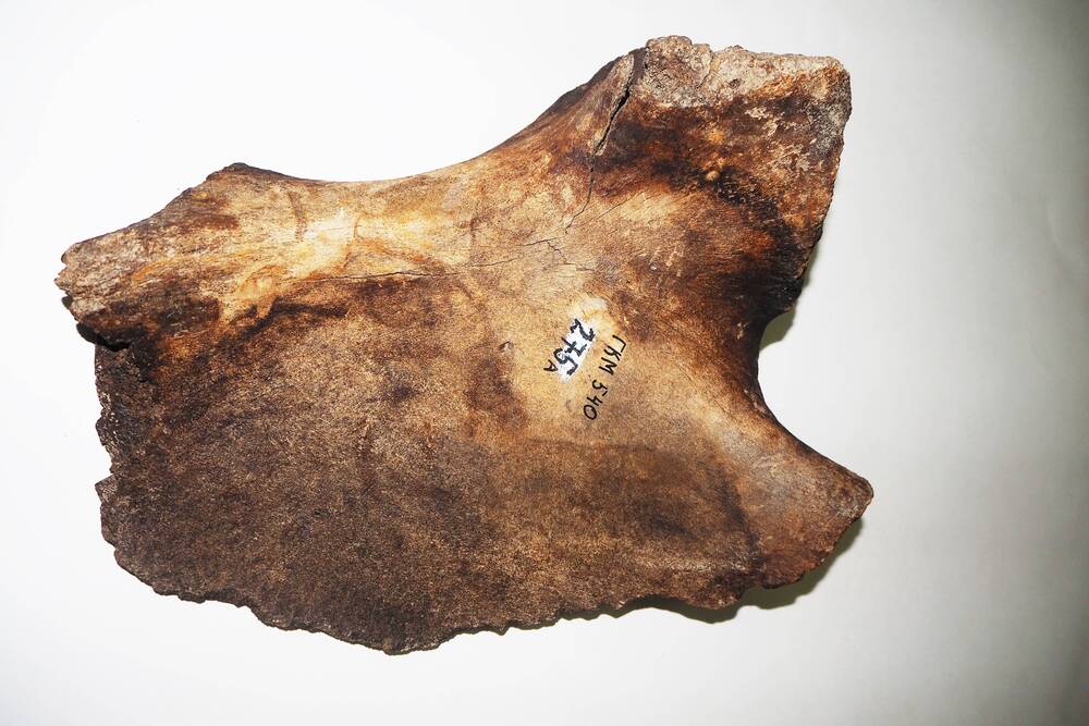 Фрагмент кости  мамонта. Тазобедренный сустав