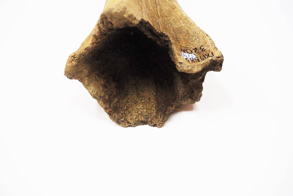 Фрагмент кости мамонта.