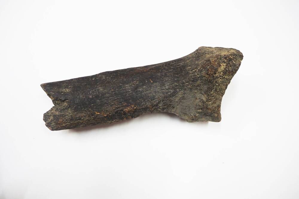 Фрагмент кости носорога.
