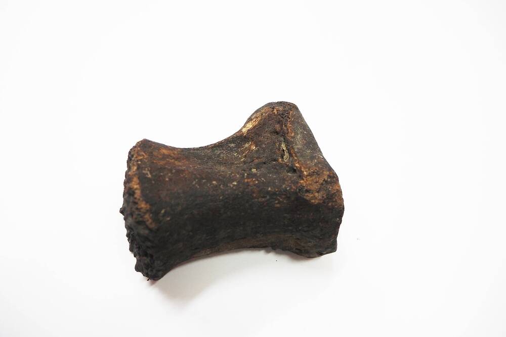 Фрагмент кости носорога.