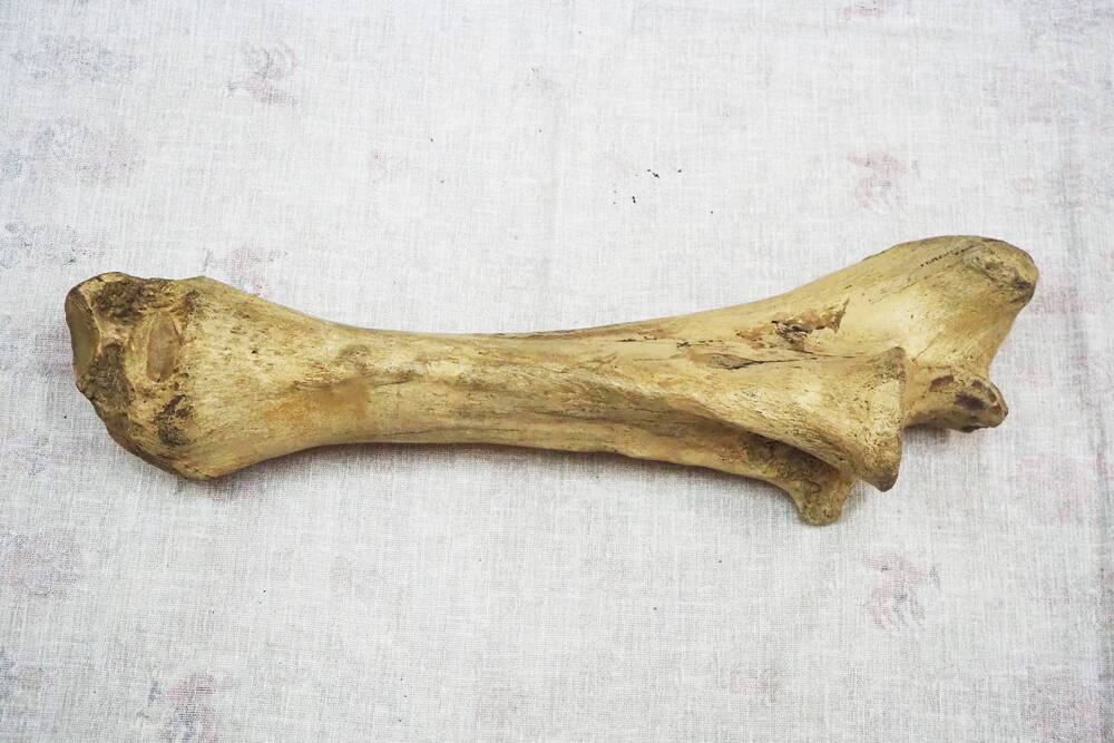 Кость взрослого мамонта. Лучевая кость.