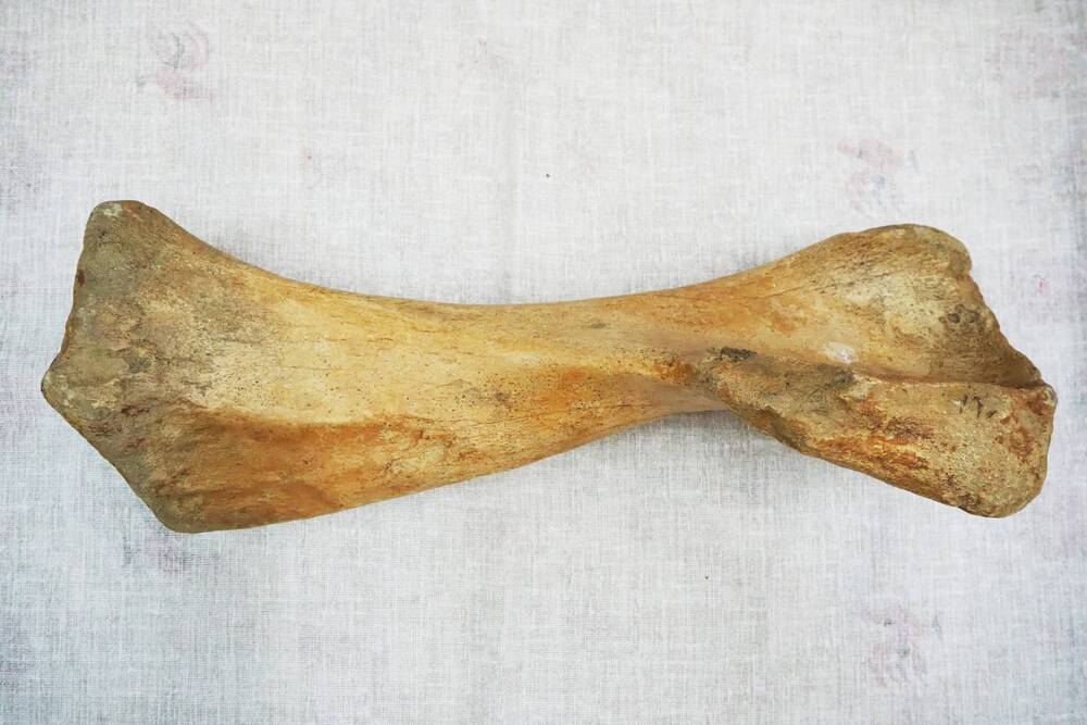 Тазобедренная кость  мамонта